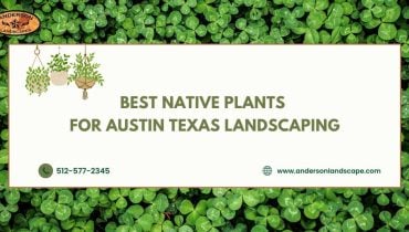 Best Native Plants for Austin Texas Landscaping